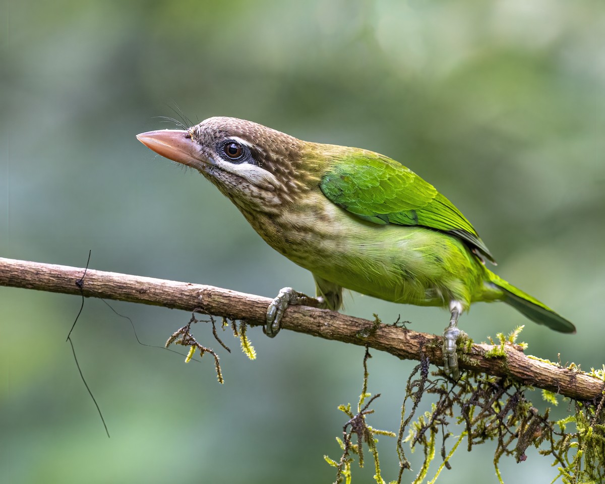White-cheeked Barbet - ML644077468