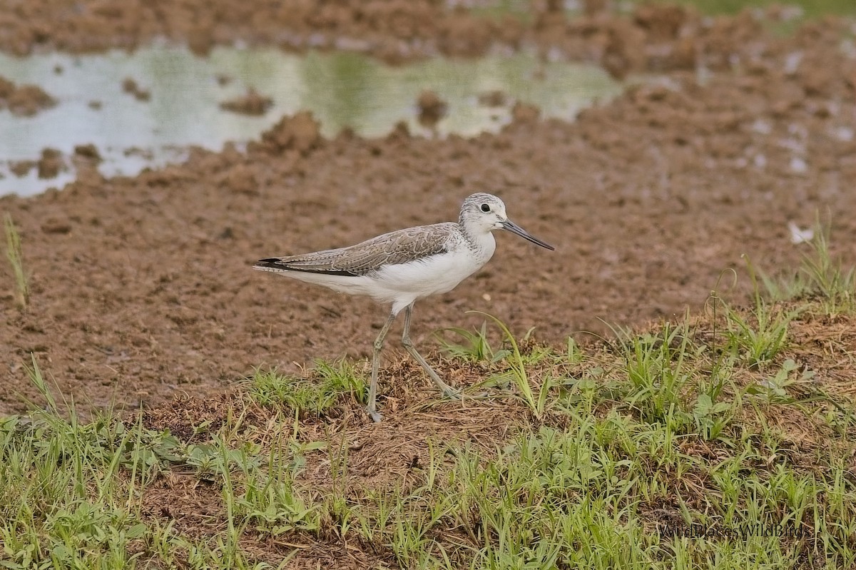 Common Greenshank - ML644077470