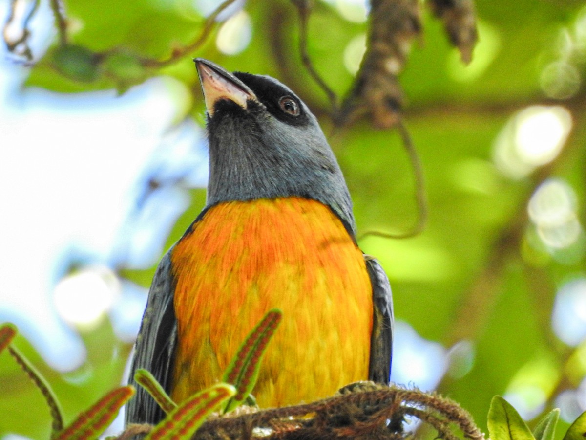 Tangara Naranjera - ML644077477