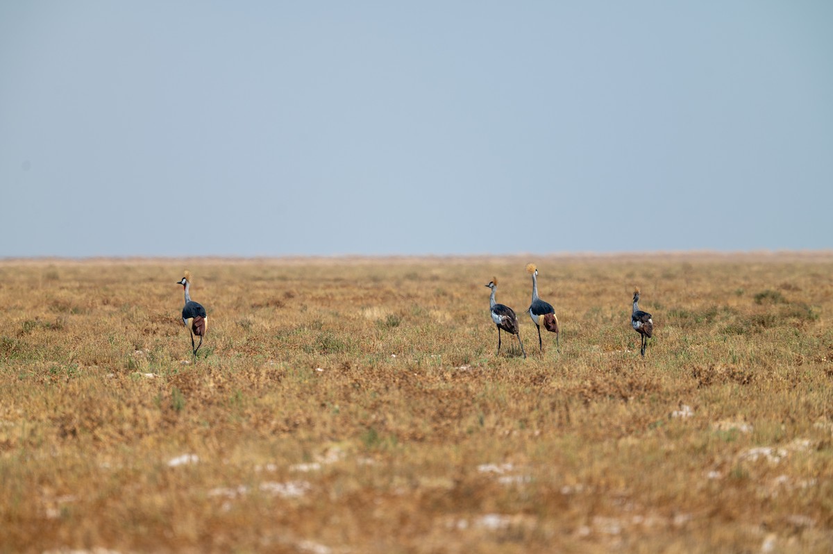 Gray Crowned-Crane - ML644077493