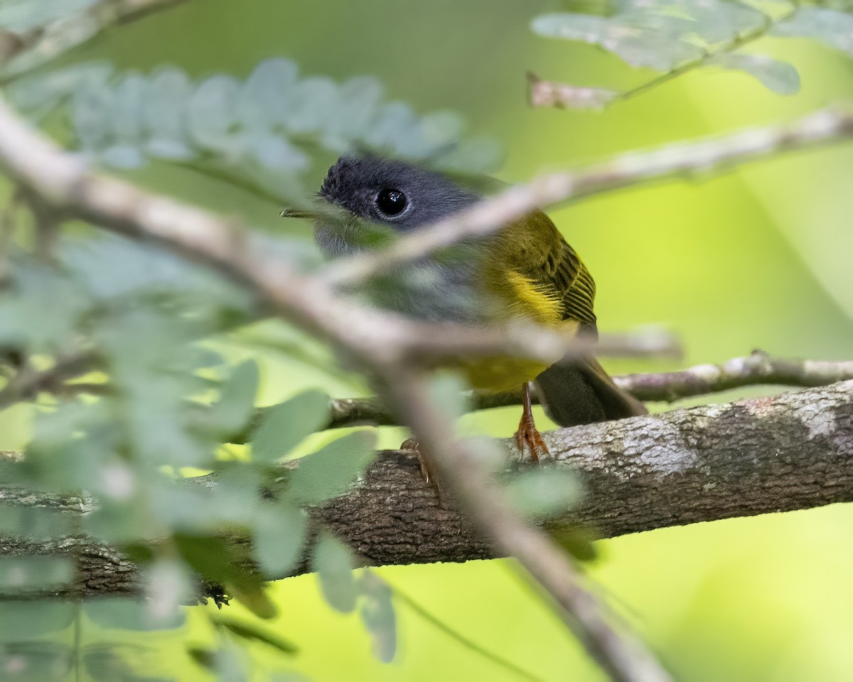 Gray-headed Canary-Flycatcher - ML644077504