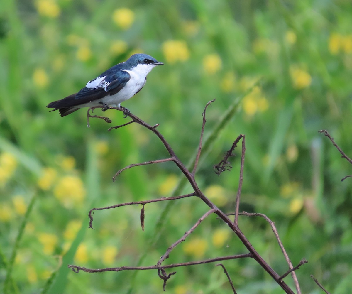 ハジロミドリツバメ - ML644077509