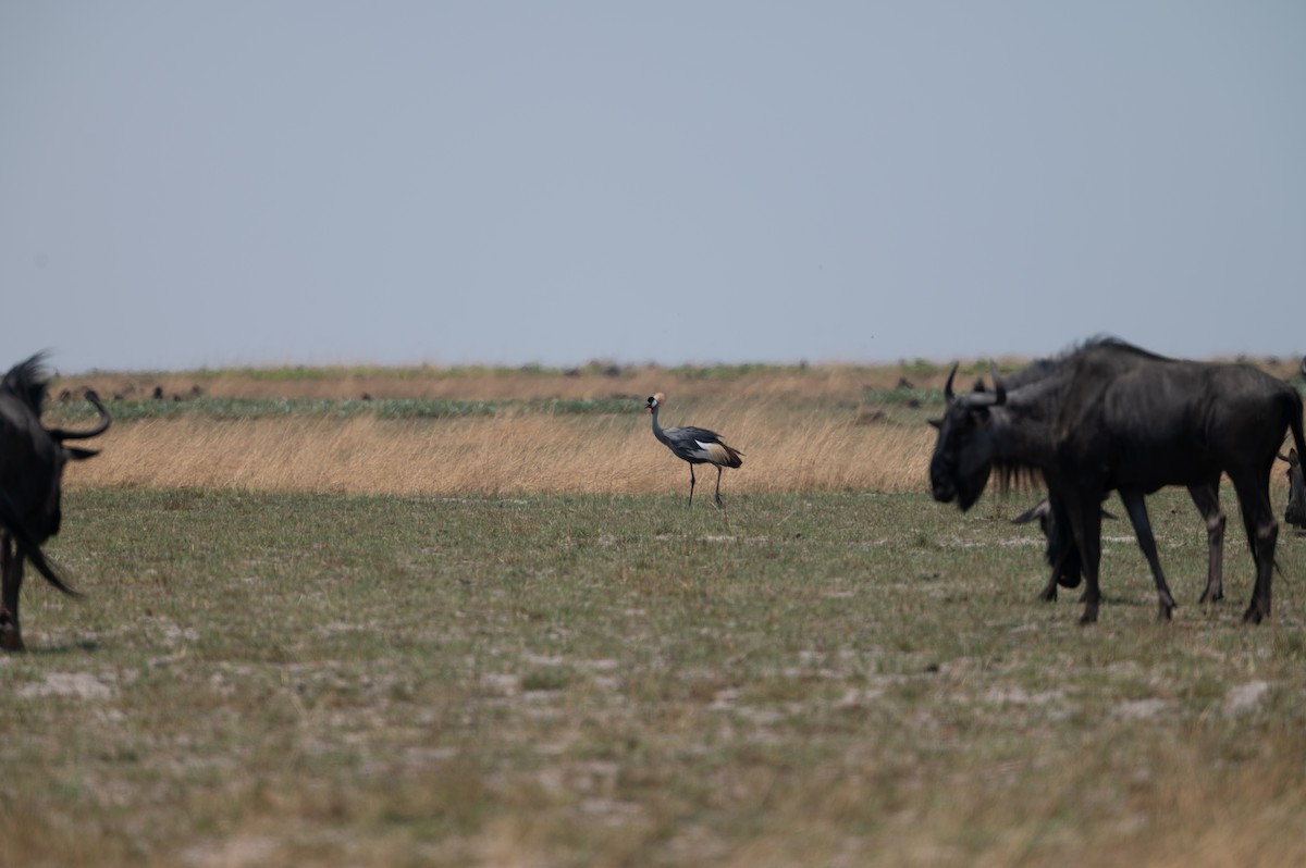 Gray Crowned-Crane - ML644077518