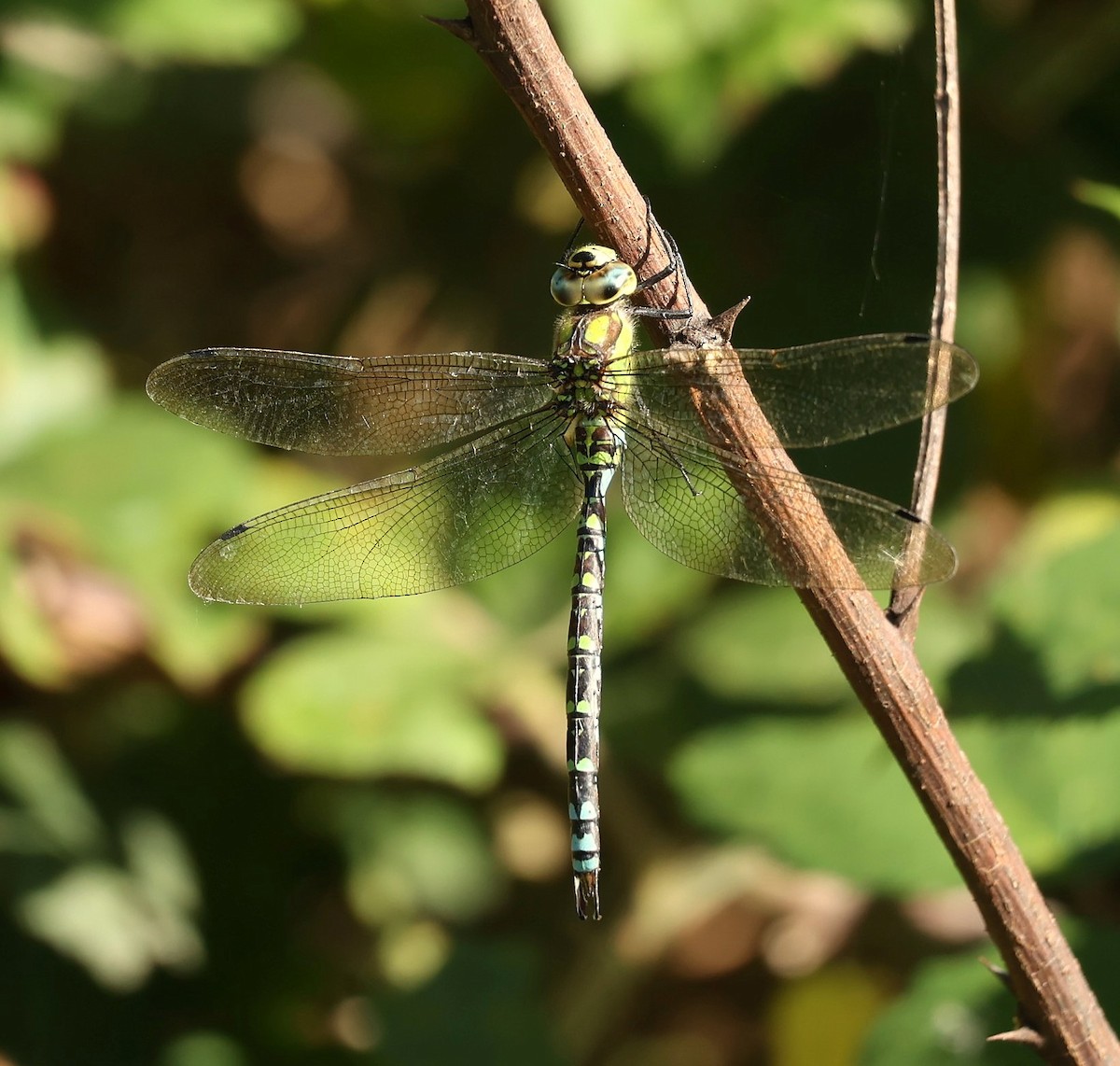 Animals - ML644077520