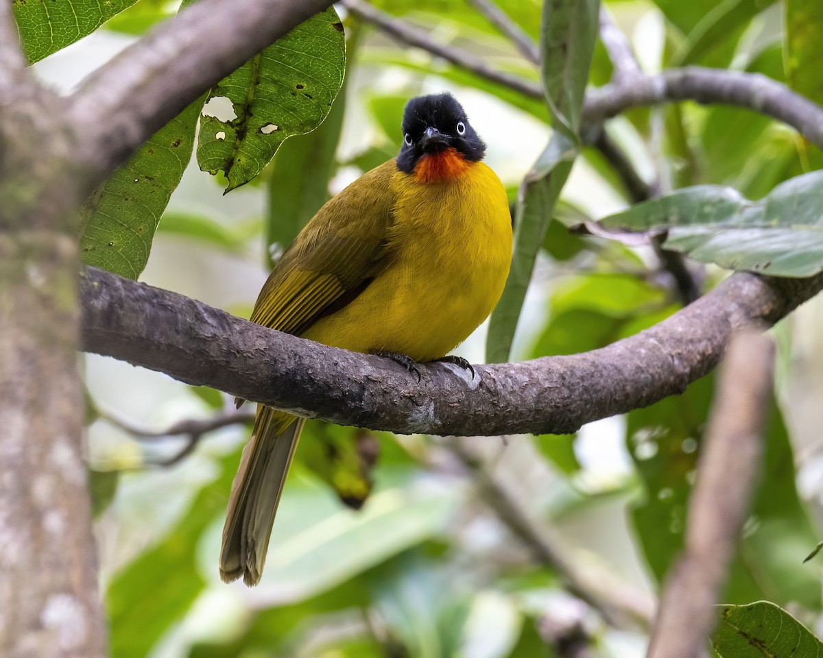 Flame-throated Bulbul - ML644077521