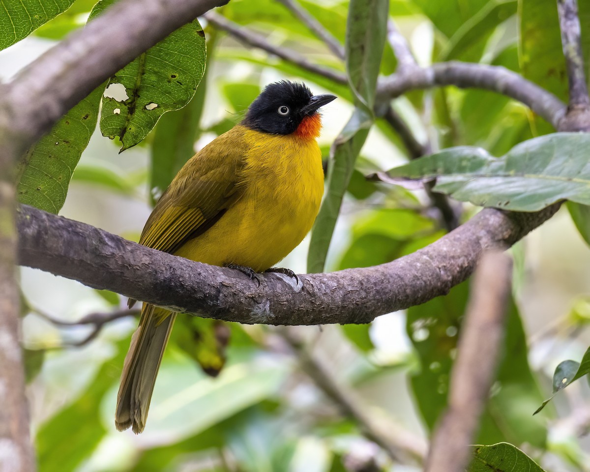 Flame-throated Bulbul - ML644077522