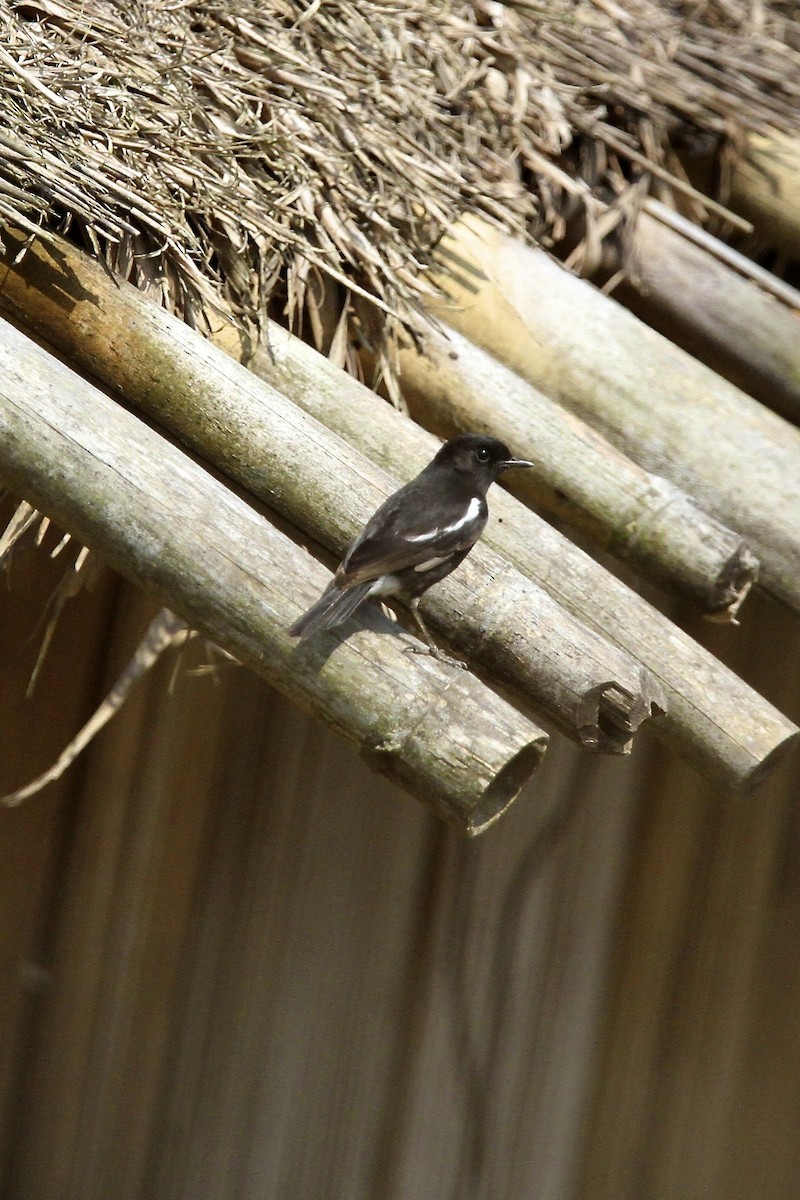 Pied Bushchat - ML644077536