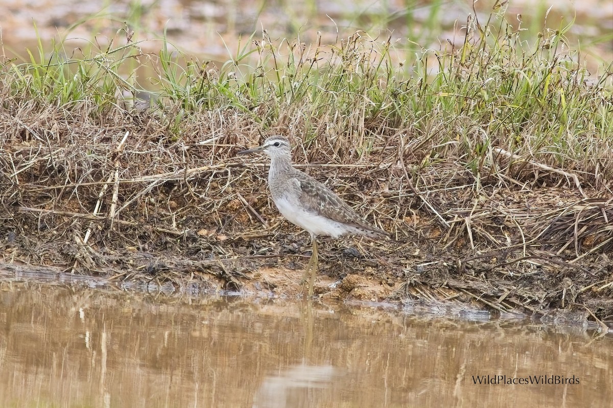 Wood Sandpiper - ML644077537