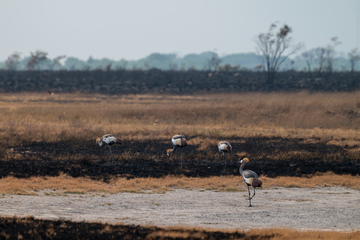 Gray Crowned-Crane - ML644077545