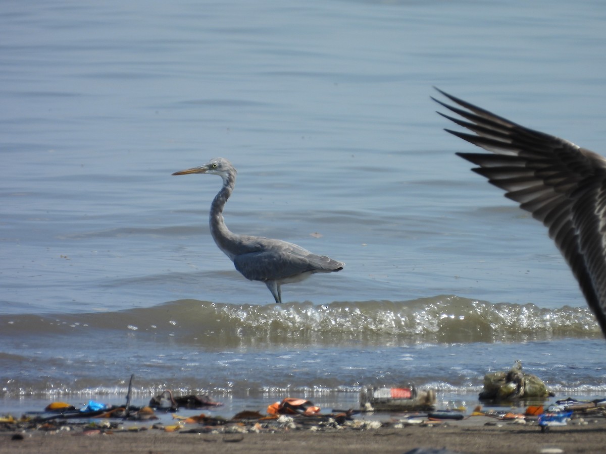 Western Reef-Heron - ML644077551