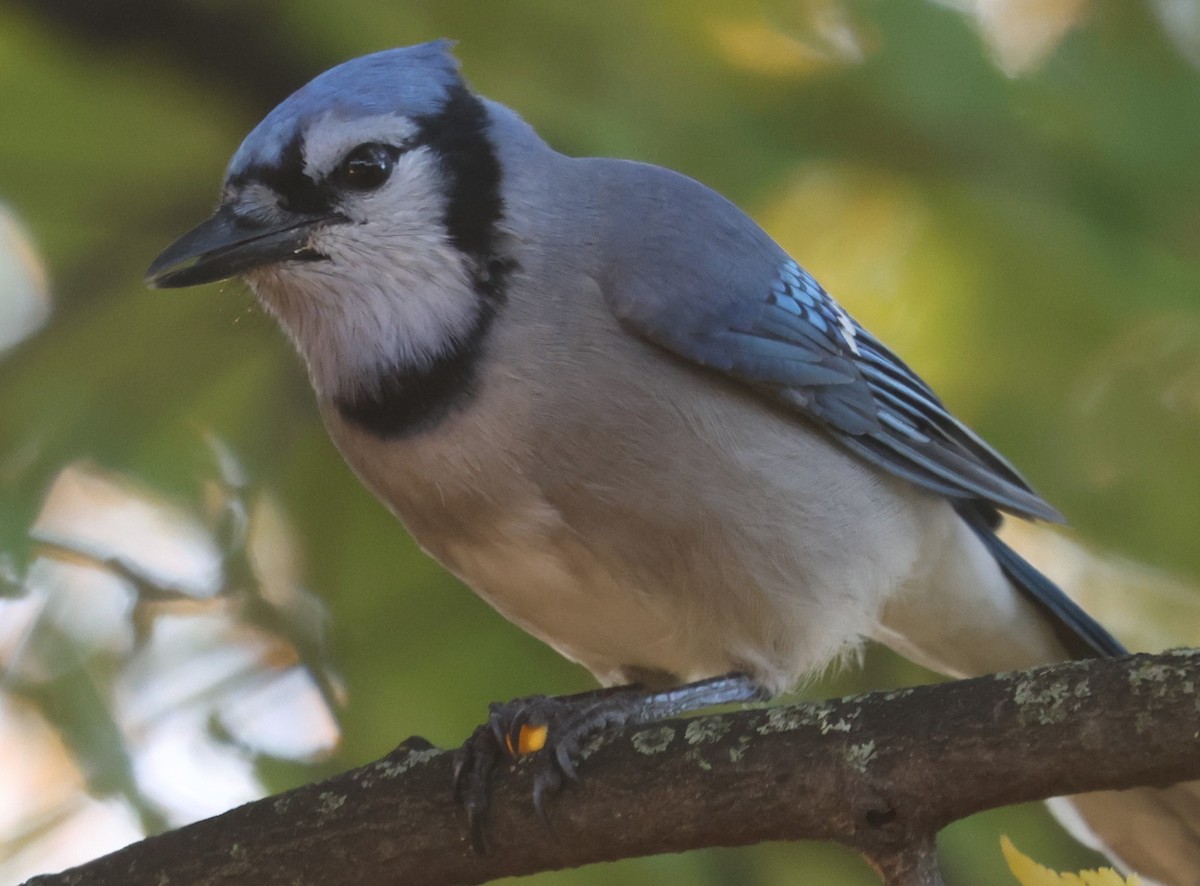 Blue Jay - ML644077555
