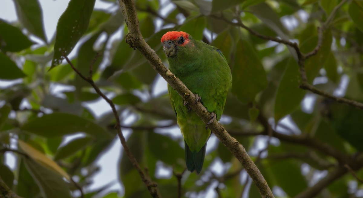 Pileated Parrot - ML644077564