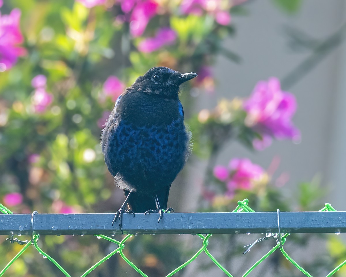 Malabar Whistling-Thrush - ML644077566