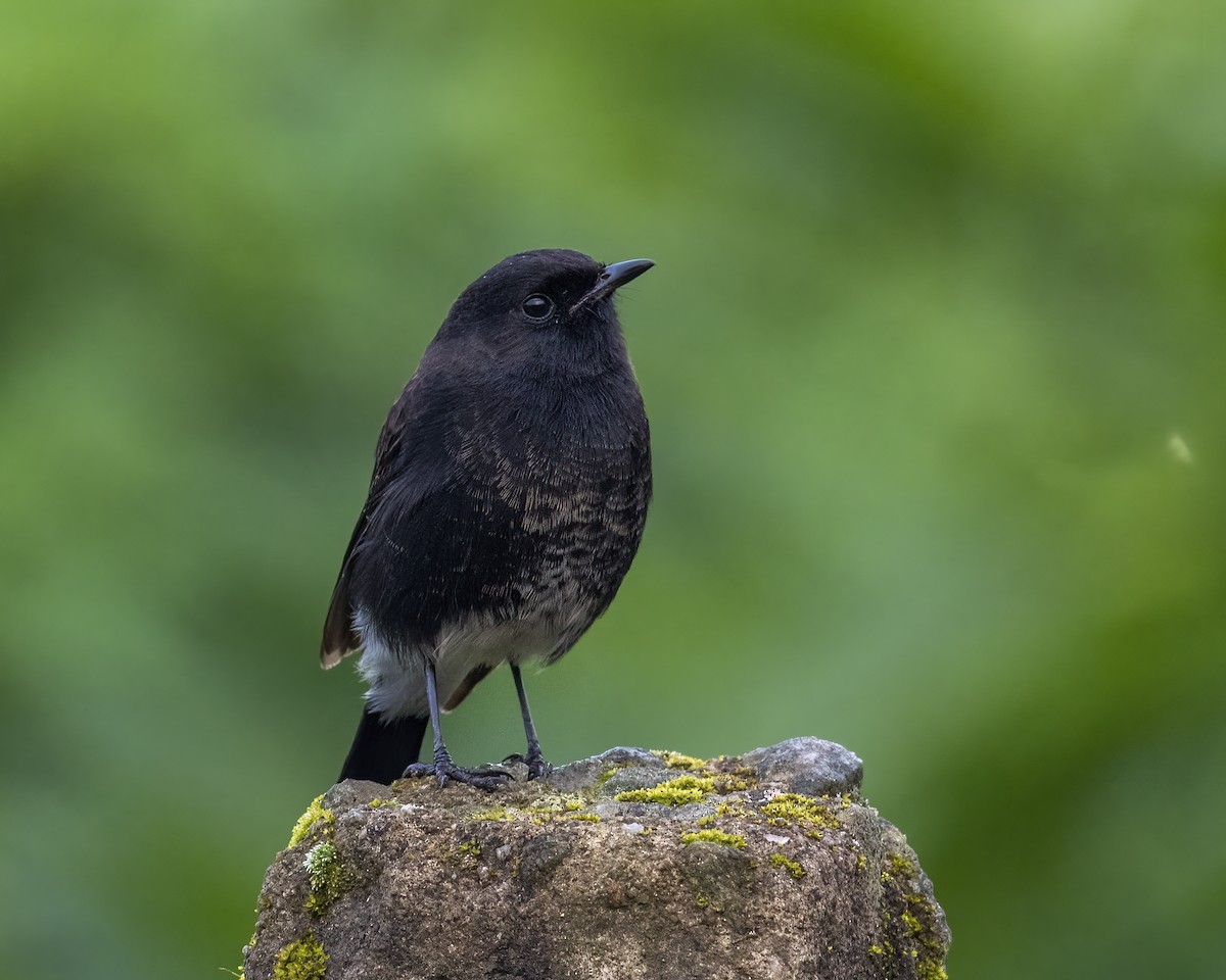 Pied Bushchat - ML644077569