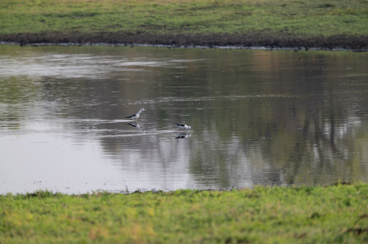 Black-winged Stilt - ML644077570
