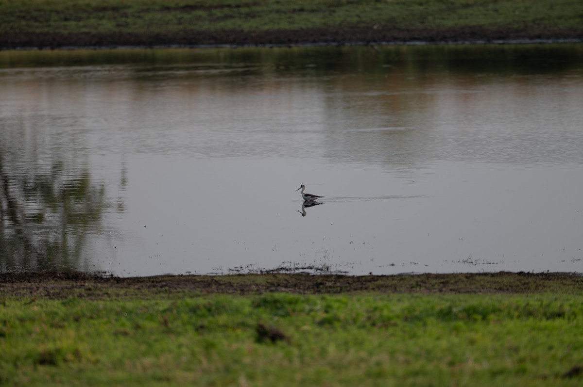 Black-winged Stilt - ML644077573