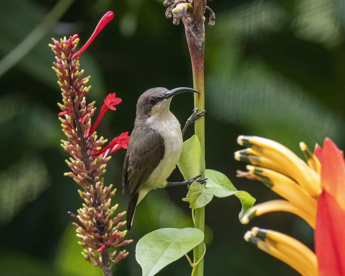 Loten's Sunbird - ML644077574