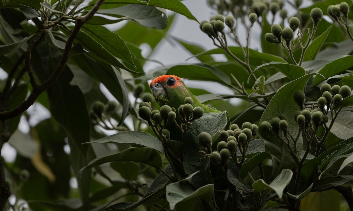 Pileated Parrot - ML644077582