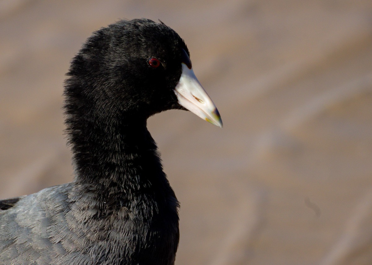 Amerika Mekesi - ML644077589