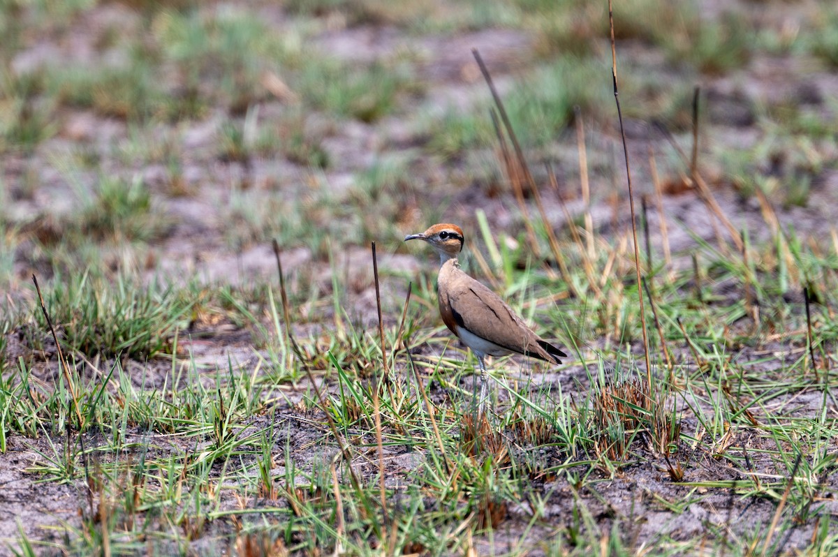 Temminck's Courser - ML644077595
