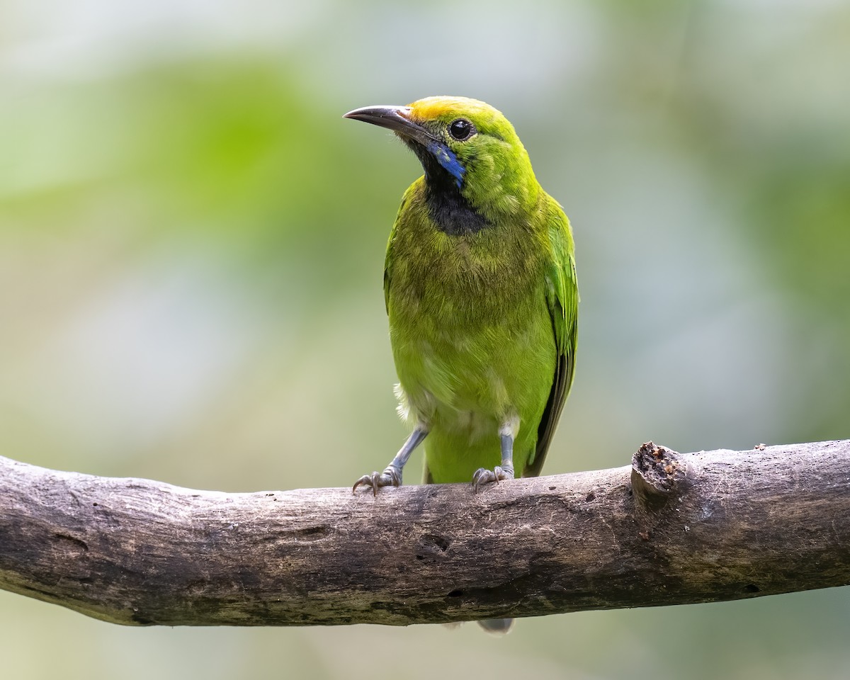 Golden-fronted Leafbird - ML644077606