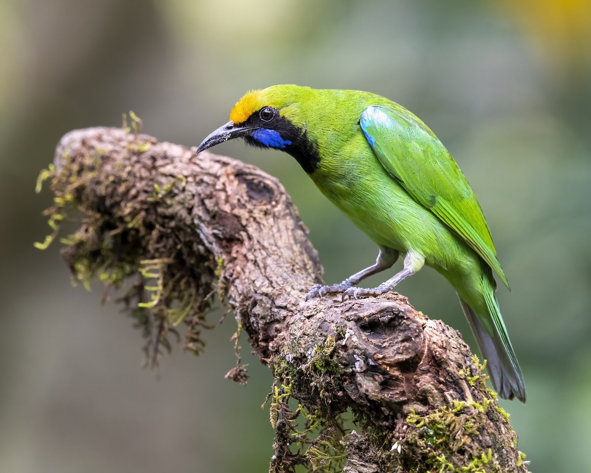 Golden-fronted Leafbird - ML644077607