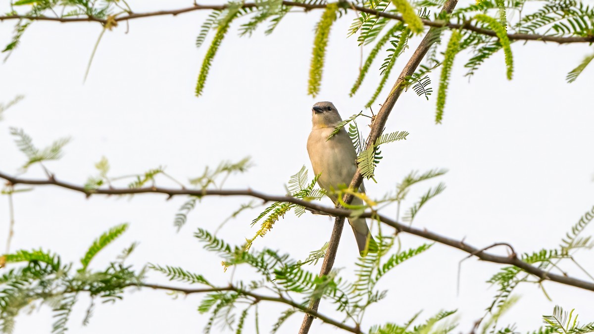 Moineau à gorge jaune - ML644077610