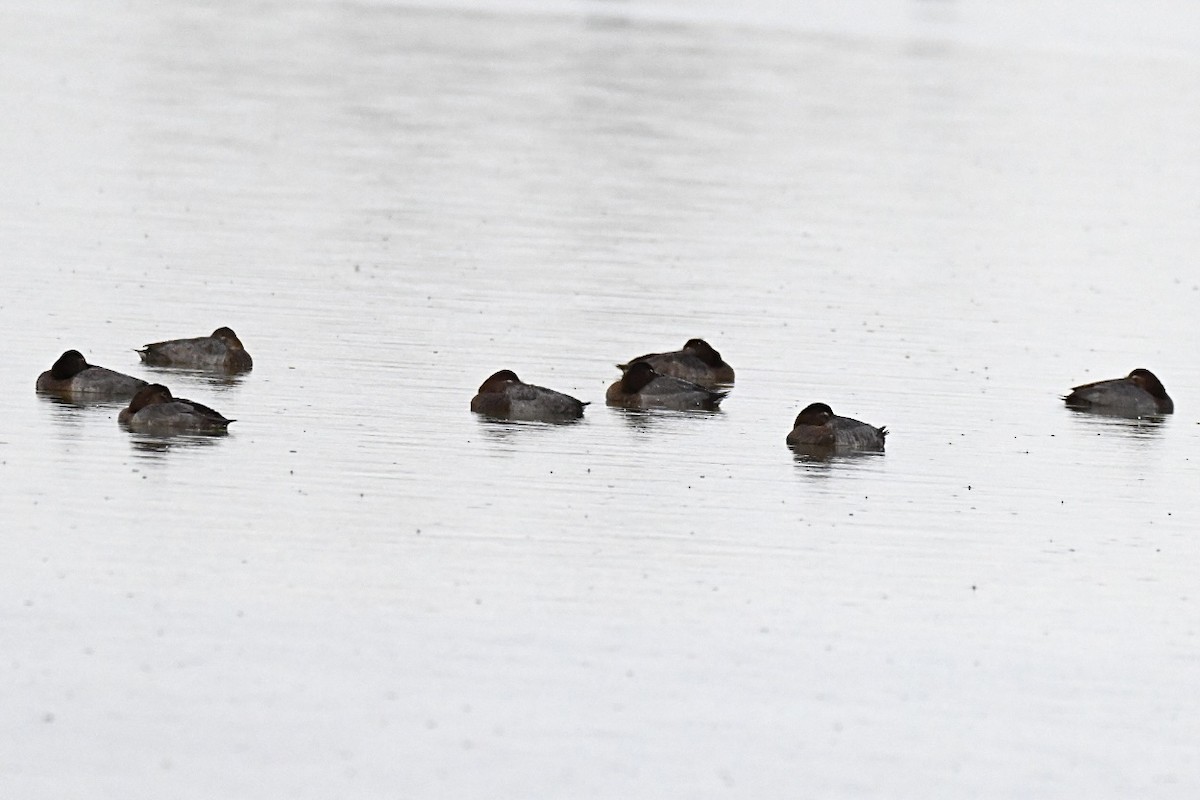 Common Pochard - ML644077623