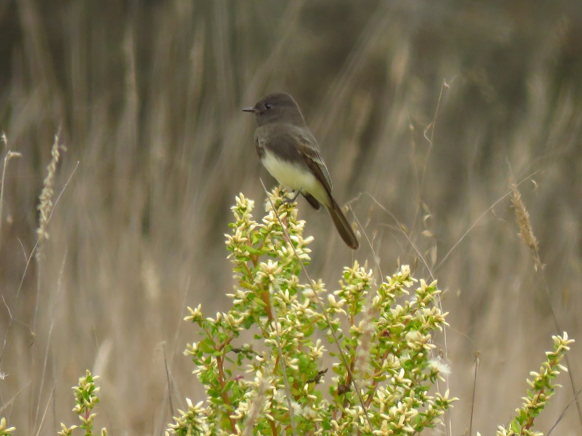 Black Phoebe (Northern) - ML644077627