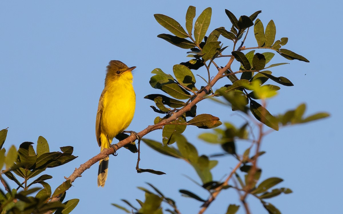Hypolaïs jaune - ML644077636