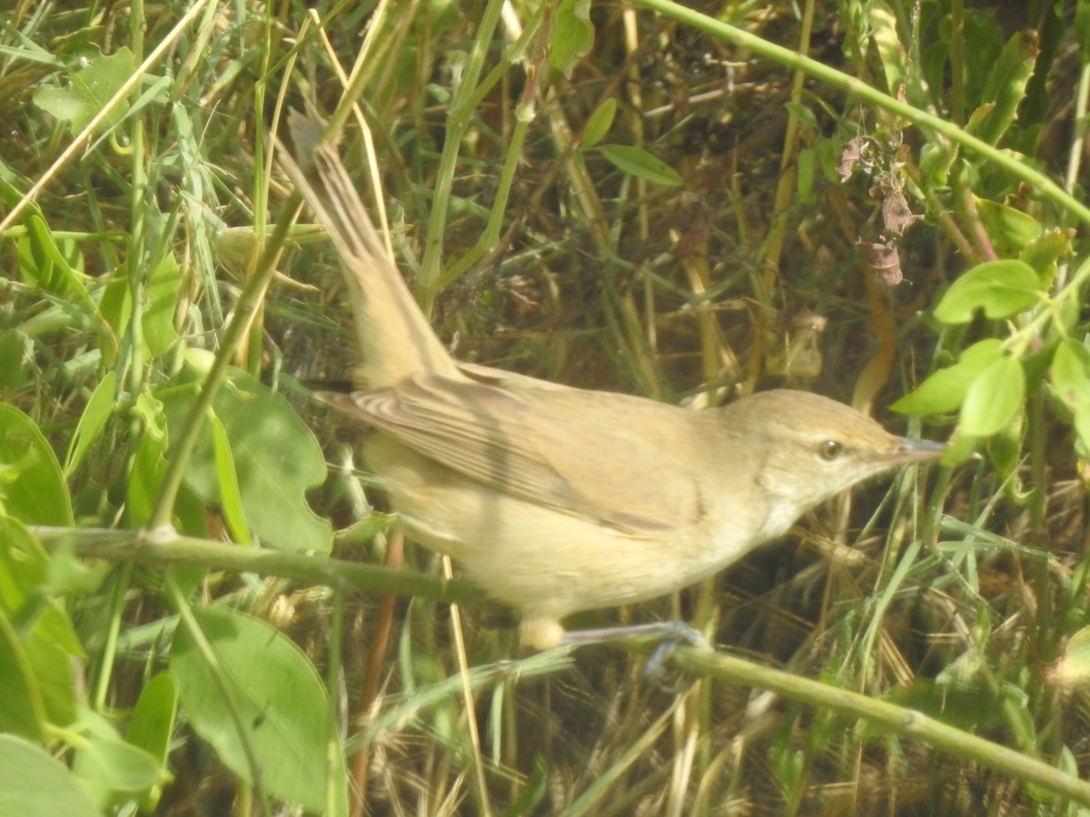 Clamorous Reed Warbler - ML644077661