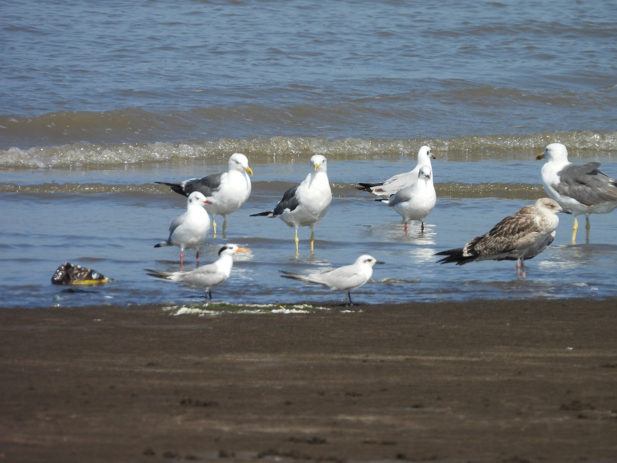 Gull-billed Tern - ML644077674