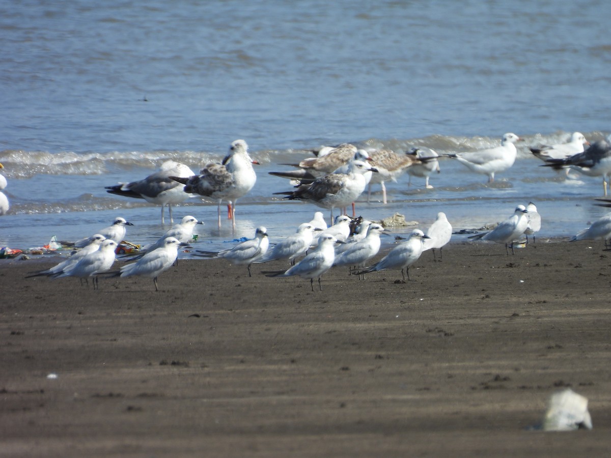 Gull-billed Tern - ML644077692