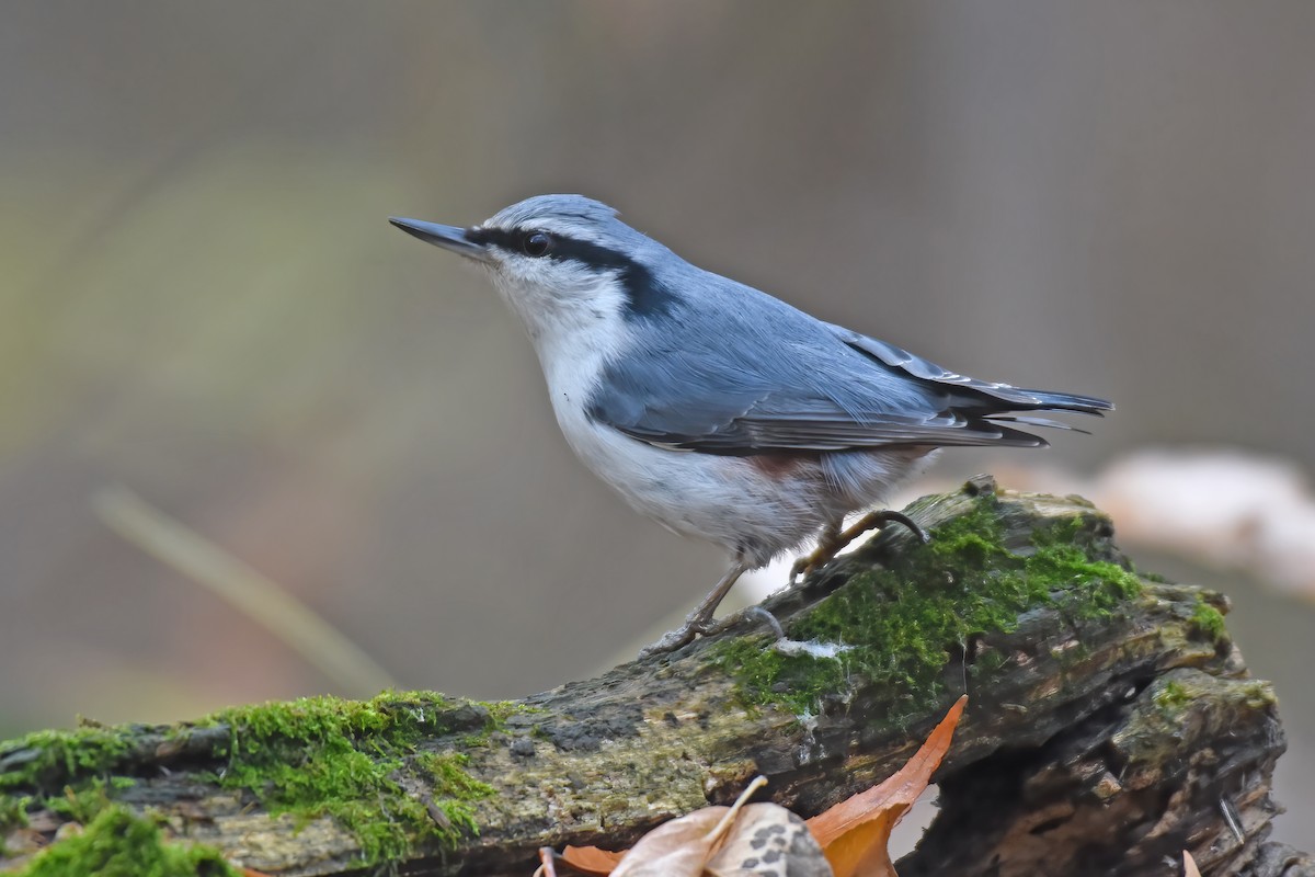 Garrapo eurasiarra - ML644077710