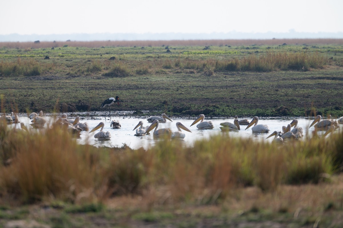 Saddle-billed Stork - ML644077721