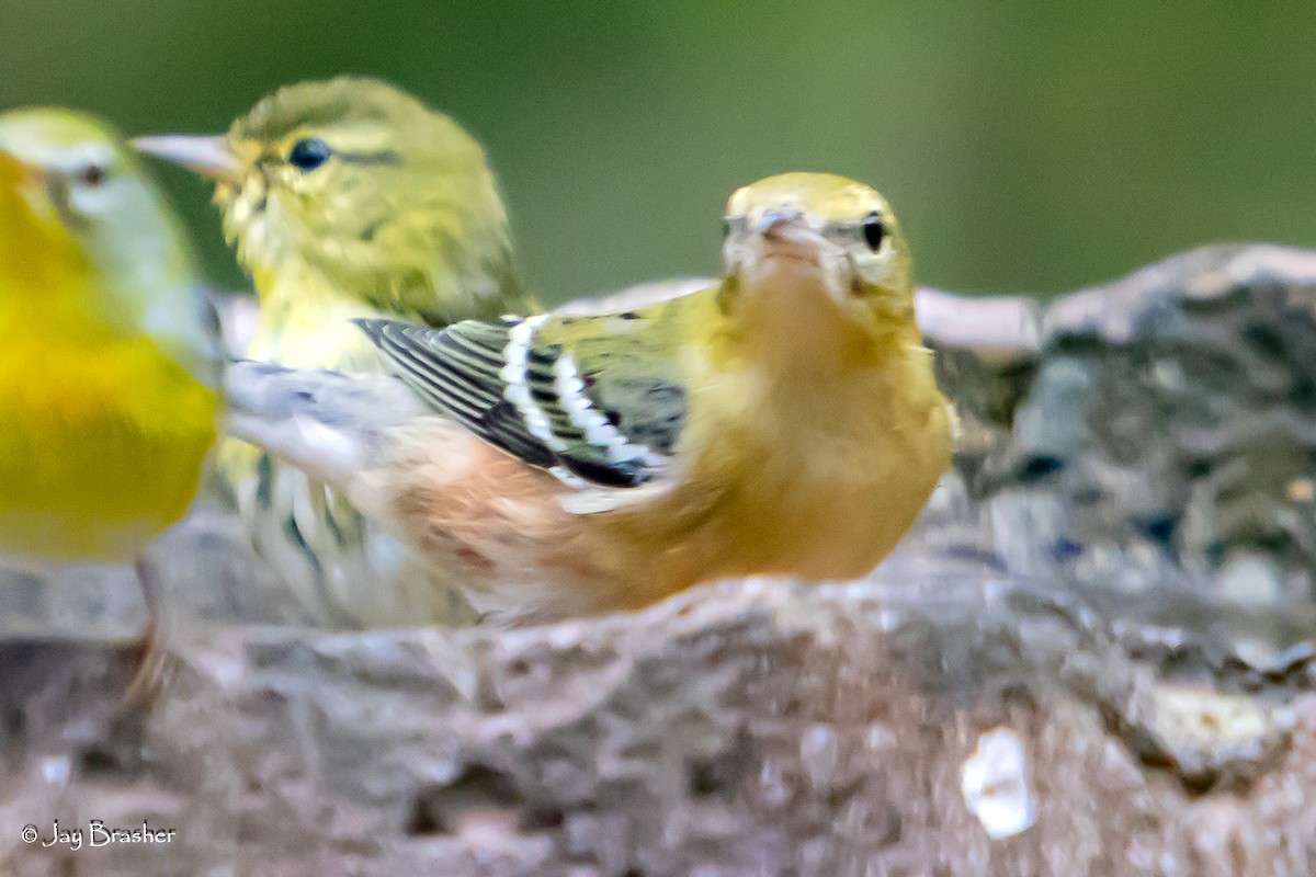 Bay-breasted Warbler - ML644077724