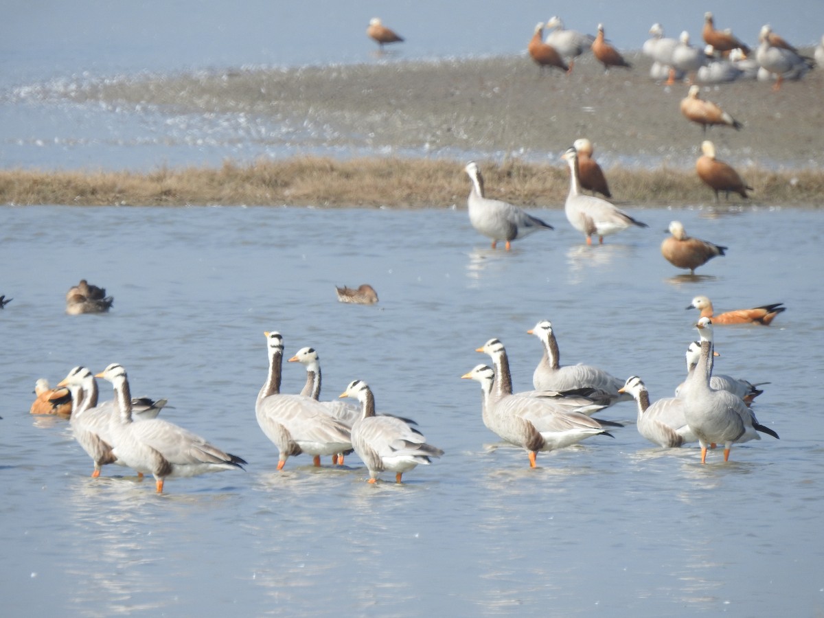 Хээрийн галуу - ML644077726