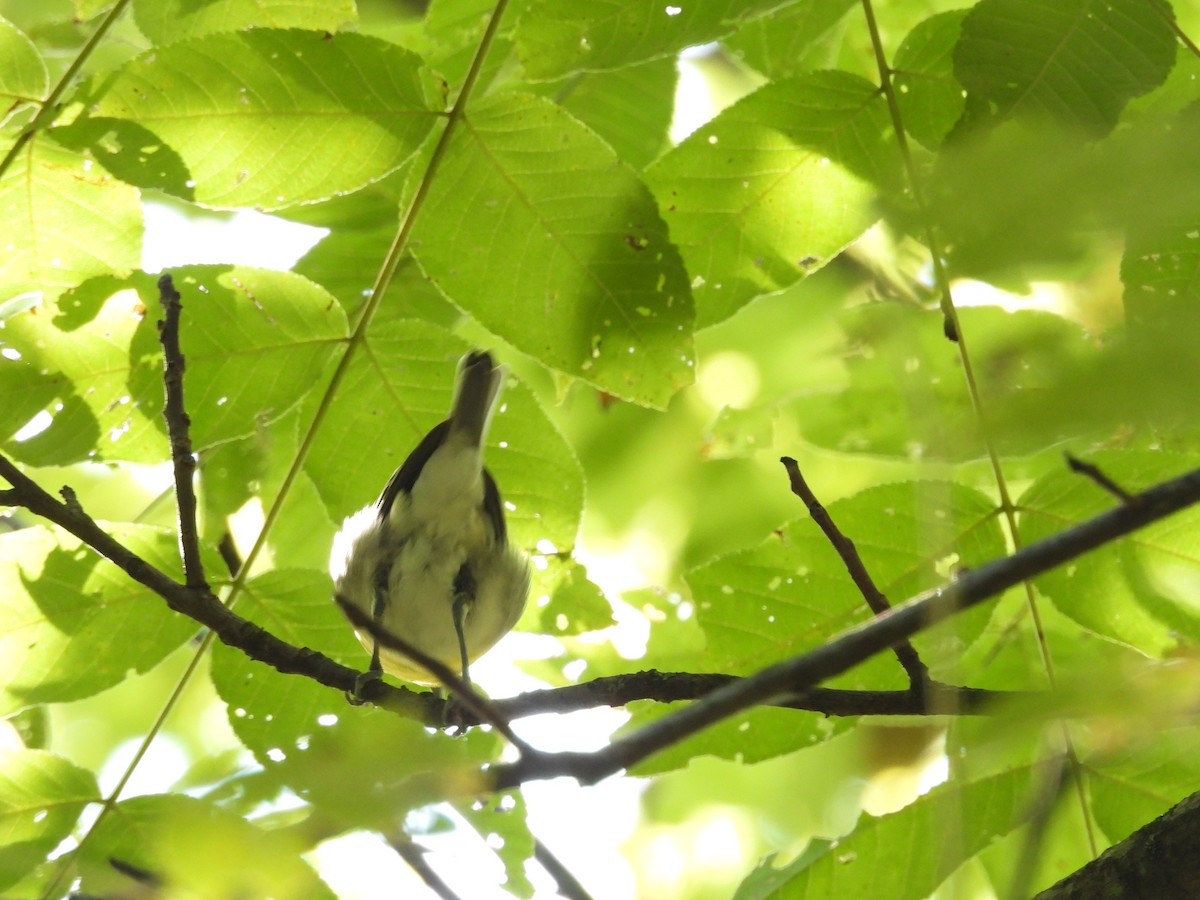 Sarı Gerdanlı Vireo - ML644077729