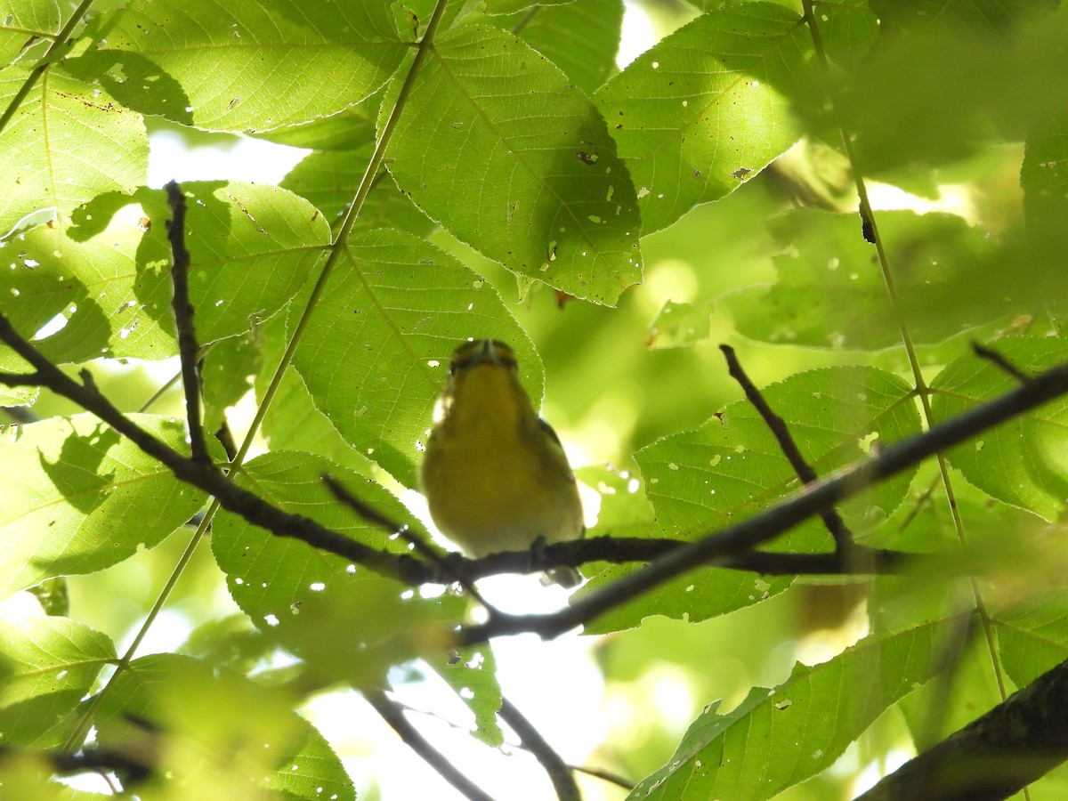 Sarı Gerdanlı Vireo - ML644077730