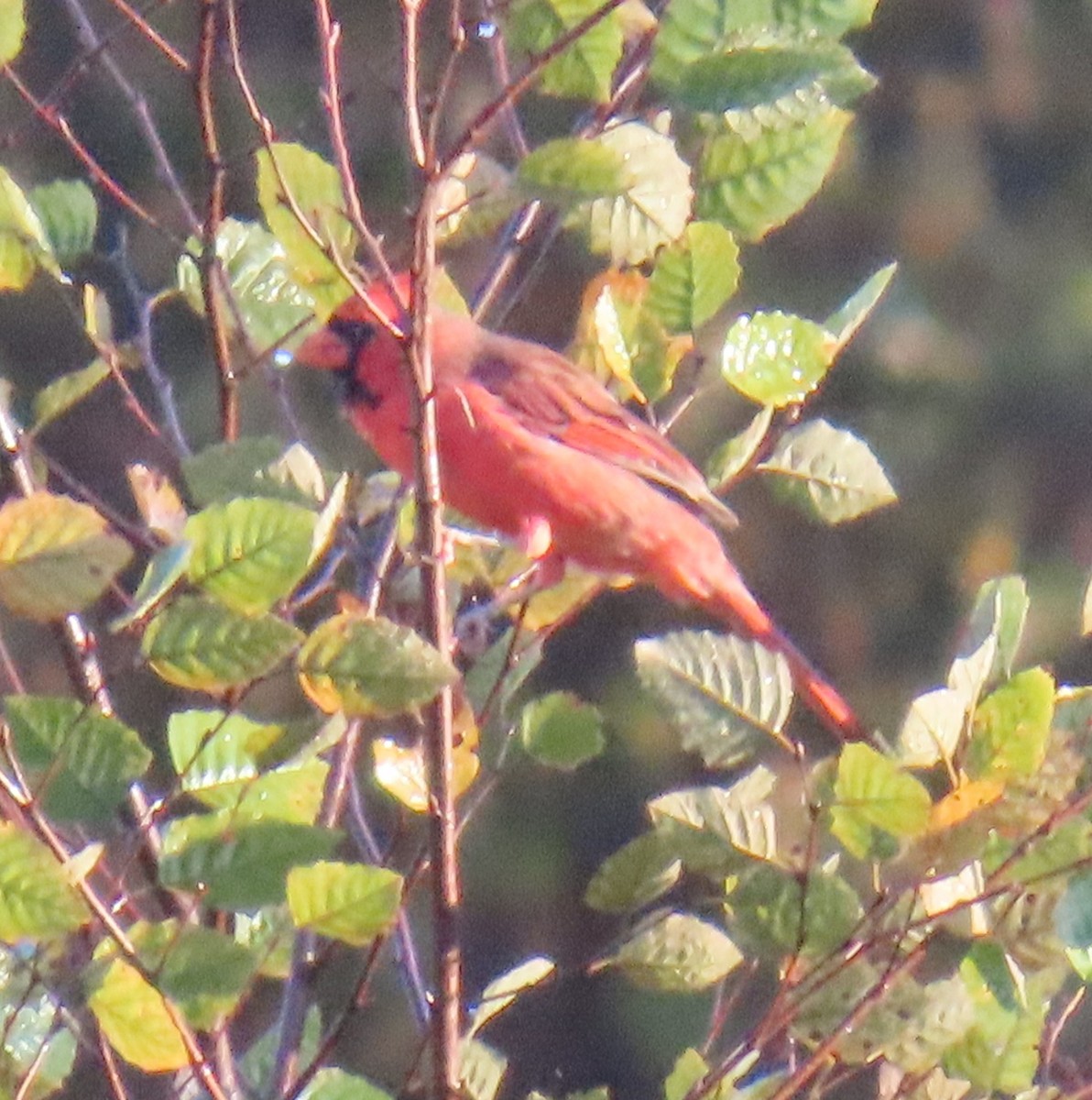 Northern Cardinal - ML644077735