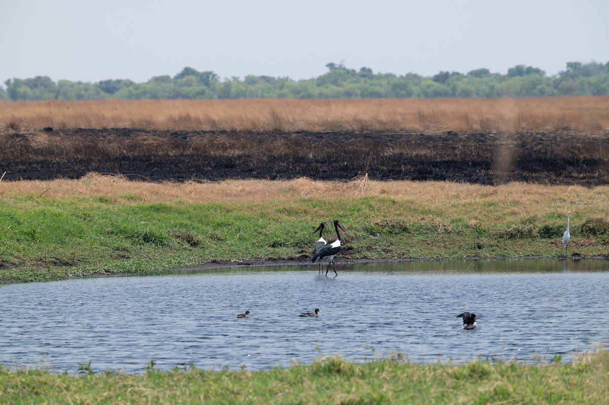 Saddle-billed Stork - ML644077744