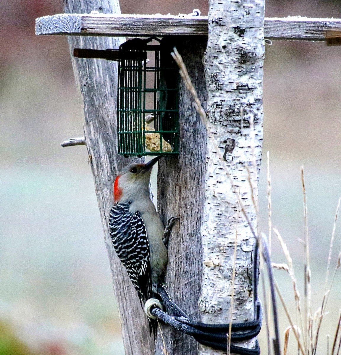 シマセゲラ - ML644077745