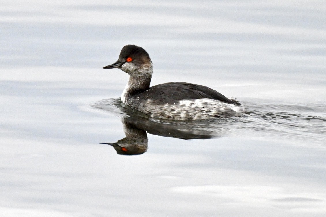 Eared Grebe - ML644077752