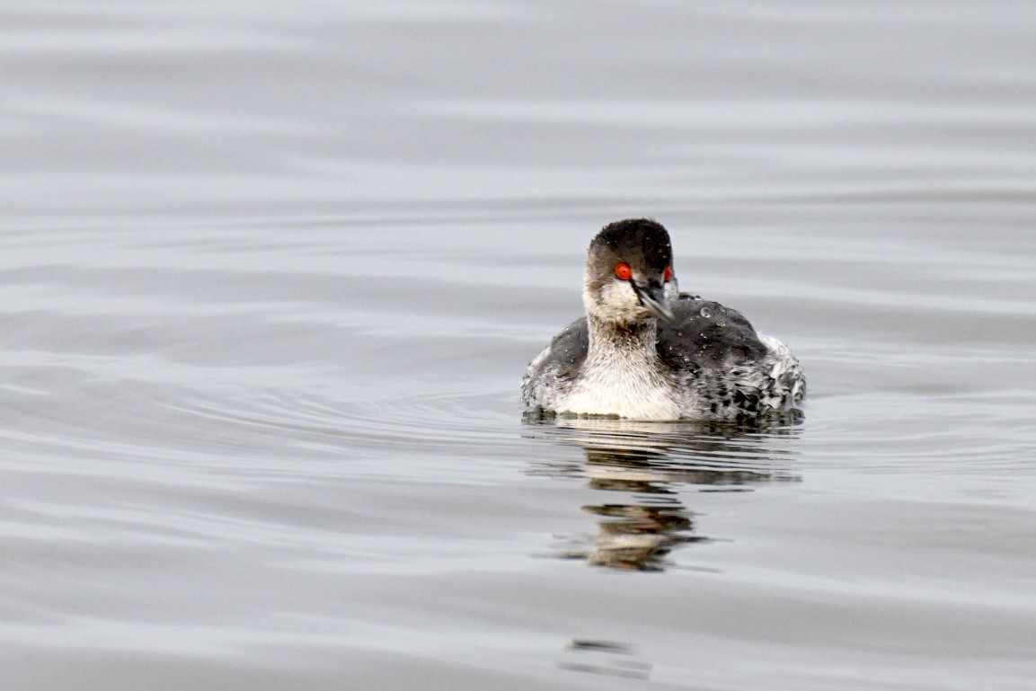 Eared Grebe - ML644077753