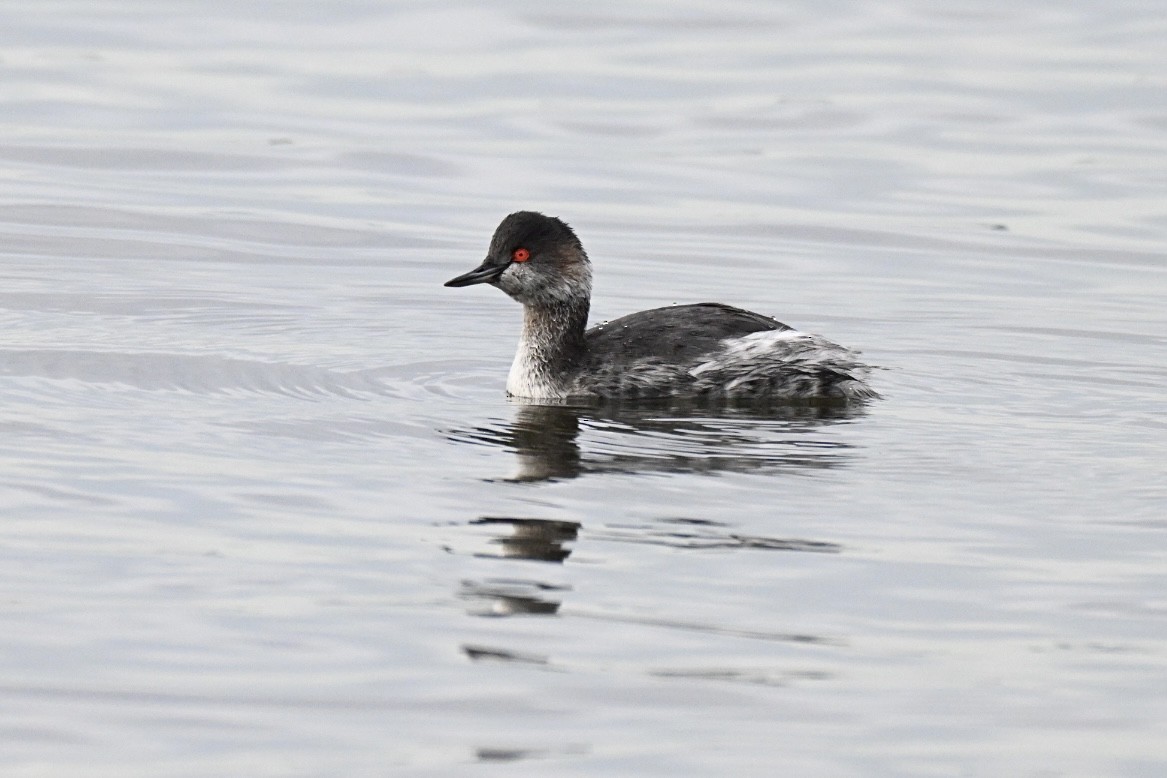 Eared Grebe - ML644077754