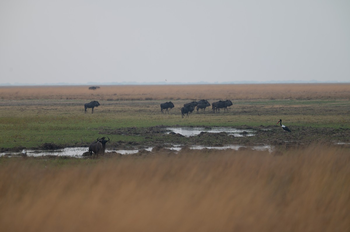 Saddle-billed Stork - ML644077759