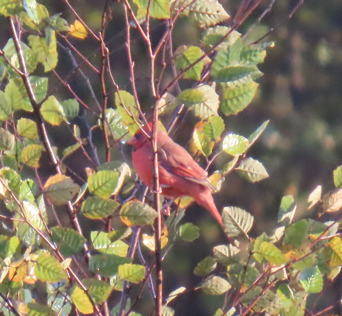 Northern Cardinal - ML644077760