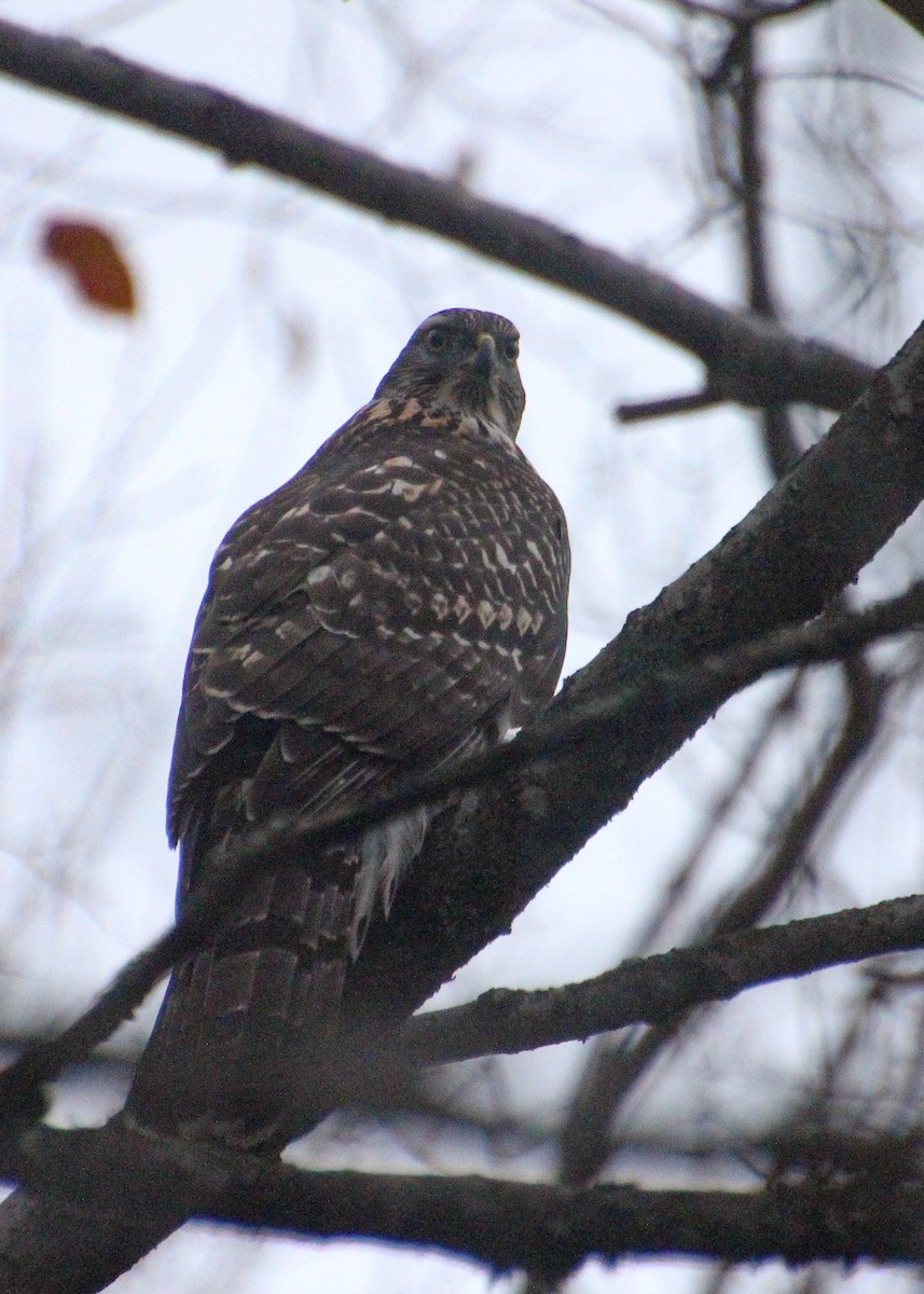 American Goshawk - ML644077773