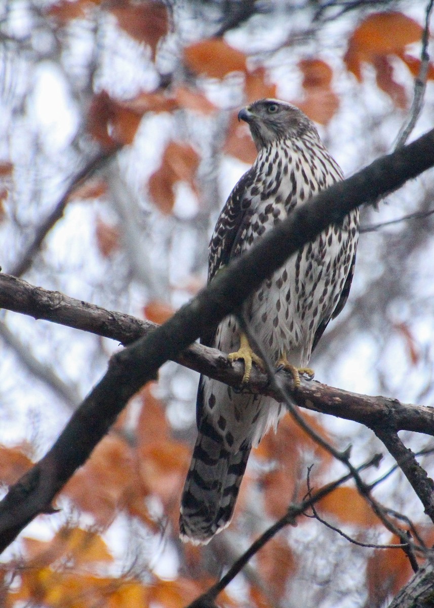 American Goshawk - ML644077774