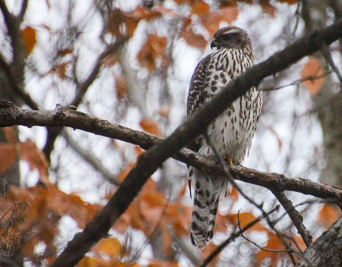 American Goshawk - ML644077776